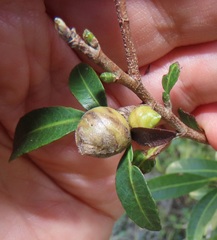 Ochna barbosae
