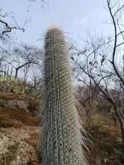 Cephalocereus
