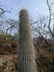 Cephalocereus