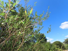 Ochna barbosae