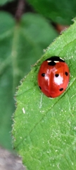 Coccinella septempunctata