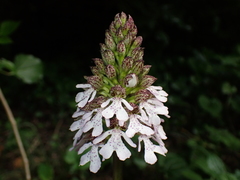 Orchis purpurea