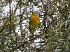 Malaconotus blanchoti