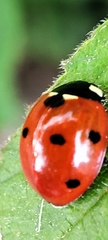Coccinella septempunctata