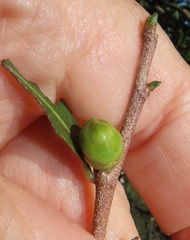 Ochna barbosae