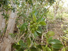 Elaeodendron xylocarpum
