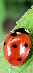 Coccinella septempunctata
