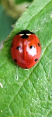 Coccinella septempunctata