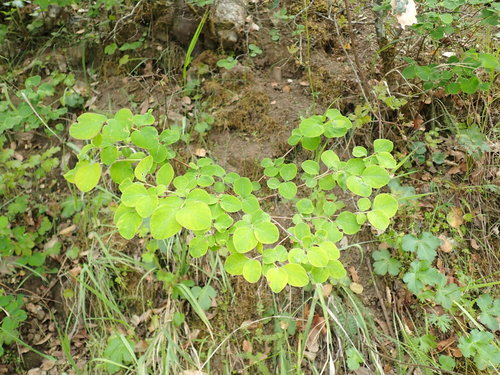 iNaturalist observation photo of creeping snowberry
