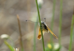 Libelloides ictericus ictericus