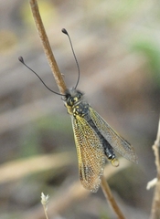 Libelloides ictericus ictericus