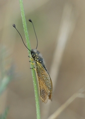 Libelloides ictericus ictericus