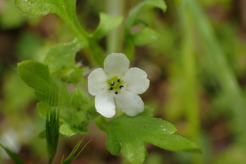 iNaturalist observation photo of White nemophila