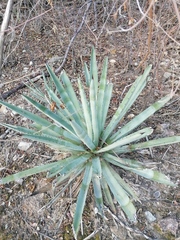 Agave macroacantha
