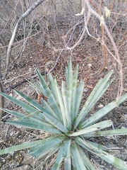 Agave macroacantha