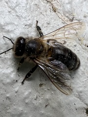 Apis mellifera
