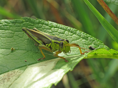 Melanoplus bivittatus