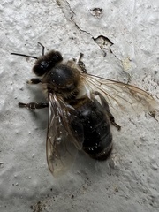 Apis mellifera