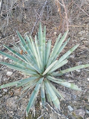 Agave macroacantha