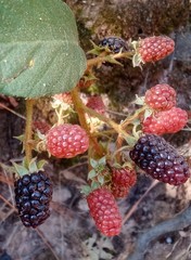 Rubus adenotrichos