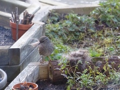 Prunella modularis occidentalis