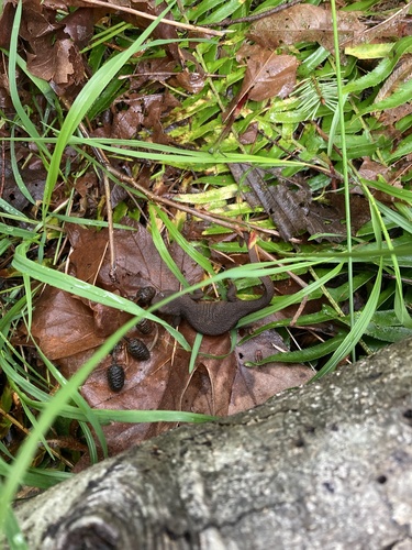 Rough-skinned Newt