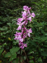 Orchis mascula