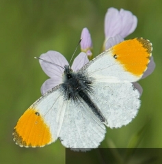 Anthocharis cardamines