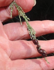 Rhipicephalus maculatus