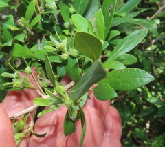 Diospyros simii