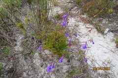Lobelia chamaepitys