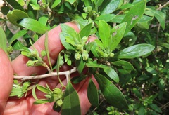 Diospyros simii