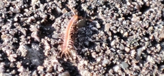 Lithobius forficatus