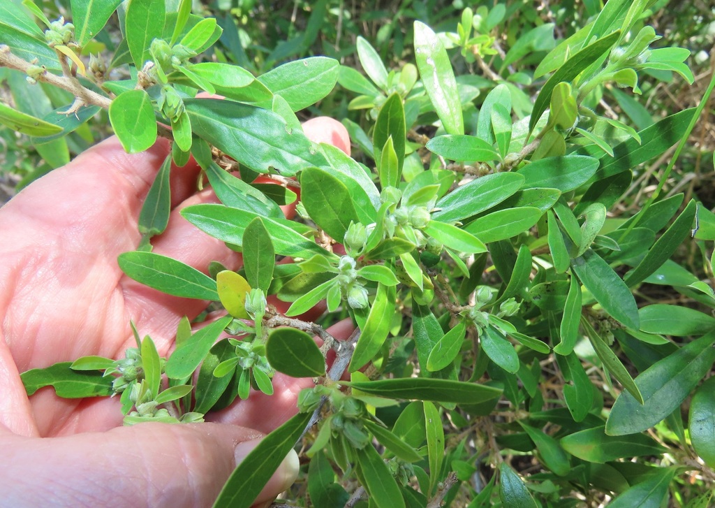 Climbing Star-Apple