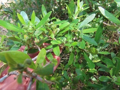 Diospyros simii