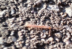 Lithobius forficatus