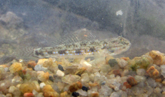 Acentrogobius