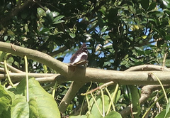 Charaxes ethalion ethalion
