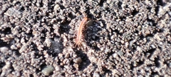 Lithobius forficatus