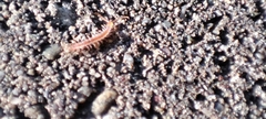 Lithobius forficatus