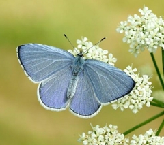 Celastrina argiolus
