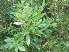 Diospyros simii