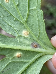 Puccinia hydrophylli