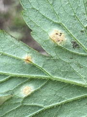 Puccinia hydrophylli