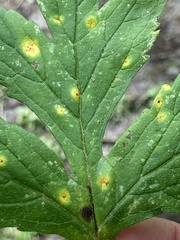 Puccinia hydrophylli