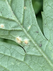 Puccinia hydrophylli
