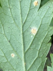 Puccinia hydrophylli