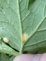 Puccinia hydrophylli