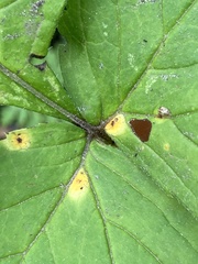 Puccinia hydrophylli