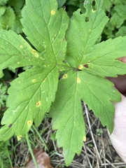 Puccinia hydrophylli